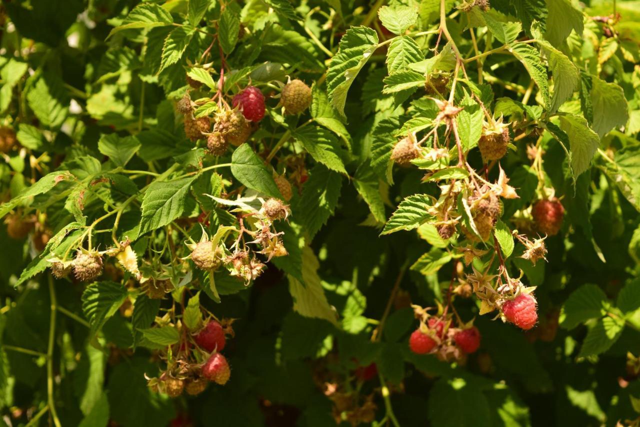 Gjakova Garden Guesthouse מראה חיצוני תמונה