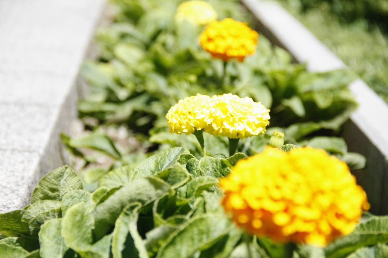 Gjakova Garden Guesthouse מראה חיצוני תמונה